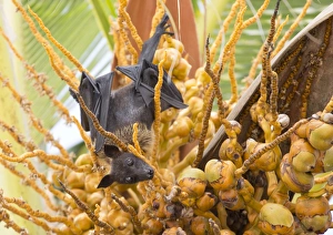 Upside Down Prints: Fruit bat in palm tree, Dhuni Kolhu, Baa Atoll, Republic of Maldives, Indian Ocean, Asia