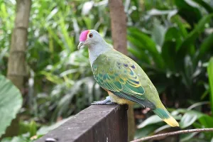 Dove Prints: Fruit Dove at Tarronga Zoo, Singapore