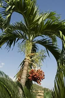 Images Dated 1st January 2000: Fruit on palm tree, Nicoya Pennisula, Costa Rica, Central America