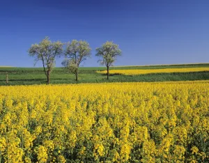 Tubingen Prints: Fruit tree blossom and rape field in spring, Tubingen, Baden Wurttemberg, Germany, Europe