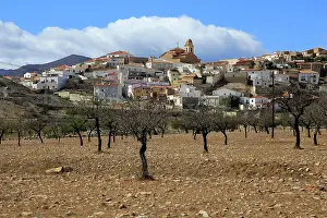 Church Tower Prints: Fruit trees growing in farmland