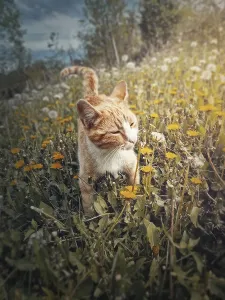 Lawn Prints: Funny orange cat outdoors on a dandelion meadow smelling flowers