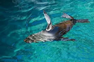 Images Dated 12th April 2010: Fur sea lion, (Arctocephalus galapagoensis), Port Egas (James Bay), Isla Santiago