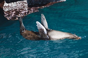 Images Dated 12th April 2010: Fur sea lion, (Arctocephalus galapagoensis), Port Egas (James Bay), Isla Santiago