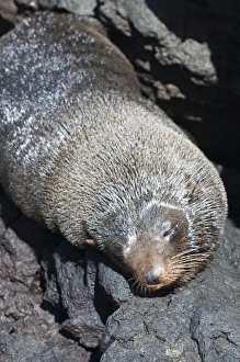 Images Dated 12th April 2010: Fur sea lion, Port Egas (James Bay), Isla Santiago (Santiago Island), Galapagos Islands