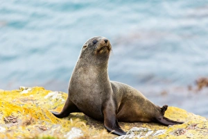 Fur Seal Prints: Fur seal (Arctocephalus forsteri), Moeraki, South Island, New Zealand, Pacific