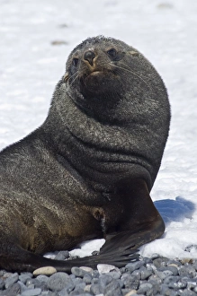 Images Dated 20th February 2009: Fur seal at Brown Bluff, Antarctic Peninsula, Antarctica, Polar Regions