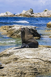 Fur Seal Prints: Fur seal (Callorhinus ursinus), Kaikoura Peninsula, South Island, New Zealand, Pacific
