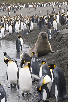 Fur seal and king penguins, St. Andrews Bay, South Georgia, South Atlantic Fur seal and king penguins, St. Andrews Bay, South Georgia, South Atlantic