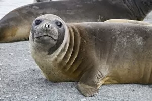 Fur seal, St. Andrews Bay, South Georgia, South Atlantic