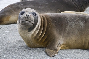 Images Dated 27th February 2009: Fur seal, St. Andrews Bay, South Georgia, South Atlantic