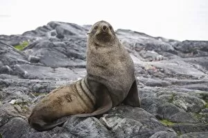 Fur seal, Yalour Island, Antarctic Peninsula, Antarctica, Polar Regions