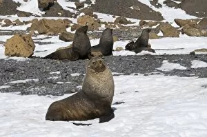 Images Dated 20th February 2009: Fur seals at Brown Bluff, Antarctic Peninsula, Antarctica, Polar Regions