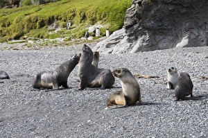 Images Dated 27th February 2009: Fur seals, Fortuna Bay, South Georgia, South Atlantic