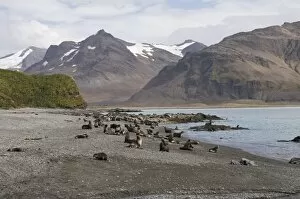 Images Dated 27th February 2009: Fur seals, Fortuna Bay, South Georgia, South Atlantic