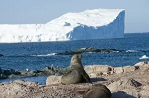 Fur seals, Gourdin Island, Antarctic Peninsula, Antarctica, Polar Regions