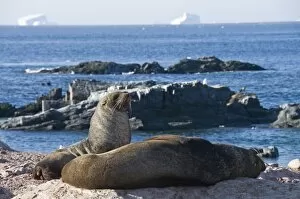 Images Dated 20th February 2009: Fur seals, Gourdin Island, Antarctic Peninsula, Antarctica, Polar Regions