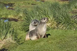 Fur seals, Grytviken, South Georgia, South Atlantic