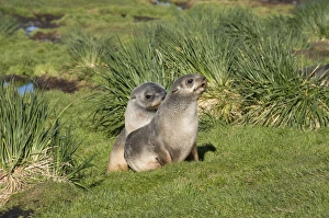 Grytviken Prints: Fur seals, Grytviken, South Georgia, South Atlantic