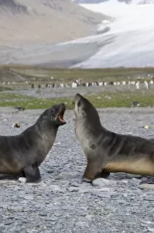 Confrontation Gallery: Fur seals and king penguins, St. Andrews Bay, South Georgia, South Atlantic