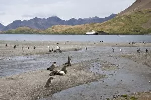 Fur seals and king penguins, Stromness Bay, South Georgia, South Atlantic