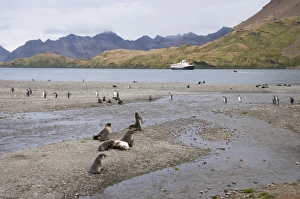 Images Dated 27th February 2009: Fur seals and king penguins, Stromness Bay, South Georgia, South Atlantic
