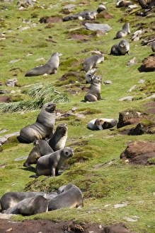 Fur seals, Moltke Harbour, Royal Bay, South Georgia, South Atlantic Fur seals, Moltke Harbour, Royal Bay, South Georgia, South Atlantic