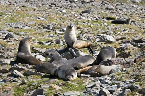 Fur seals, Moltke Harbour, Royal Bay, South Georgia, South Atlantic