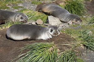Images Dated 26th February 2009: Fur seals, Moltke Harbour, Royal Bay, South Georgia, South Atlantic