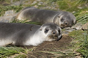 Images Dated 26th February 2009: Fur seals, Moltke Harbour, Royal Bay, South Georgia, South Atlantic