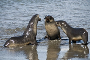 Images Dated 26th February 2009: Fur seals, Moltke Harbour, Royal Bay, South Georgia, South Atlantic