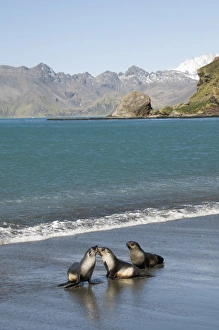Images Dated 26th February 2009: Fur seals, Moltke Harbour, Royal Bay, South Georgia, South Atlantic