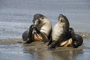 Images Dated 26th February 2009: Fur seals, Moltke Harbour, Royal Bay, South Georgia, South Atlantic