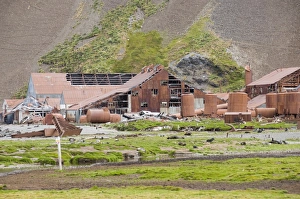 Fur seals in front of Old Whaling station at Stromness Bay, South Georgia, South Atlantic Fur seals in front of Old Whaling station at Stromness Bay, South Georgia, South Atlantic