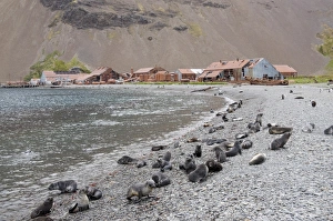 Images Dated 27th February 2009: Fur seals in front of old whaling station at Stromness Bay, South Georgia, South Atlantic
