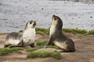 Fur Seals Prints: Fur seals, Stromness Bay, South Georgia, South Atlantic