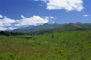 Garden Route Prints: Fynbos (Cape Vegetation) and the Quteniqua Mountains