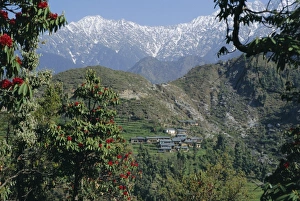 Gaddi village