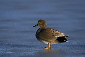 Wild Animals Prints: Gadwall (Anas strepera) male standing on a frozen pond in the winter, Bosque del