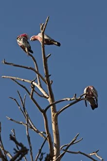 Three galahs or rose-breasted cockatoos (Eolophus roseicapilla), in a tree south of Perth