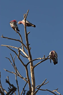 Images Dated 9th March 2005: Three galahs or rose-breasted cockatoos (Eolophus roseicapilla), in a tree south of Perth