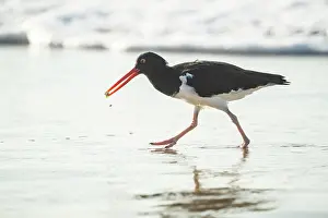 Beak Prints: Galapagos American Oystercatcher, Isla Isabela, Galapagos Islands, Ecuador