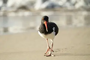 Shorebird Prints: Galapagos American Oystercatcher, Isla Isabela, Galapagos Islands, Ecuador