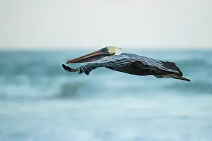 Feathered Prints: Galápagos Brown Pelican in flight, Isla Isabela, Galapagos Islands, Ecuador