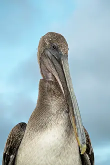 Beak Prints: Galapagos Brown Pelican, Isla Isabela, Galapagos Islands, Ecuador
