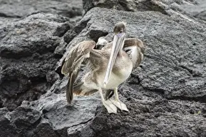 Santa Cruz Island Prints: Galapagos brown pelican (Pelecanus occidentalis urinator)