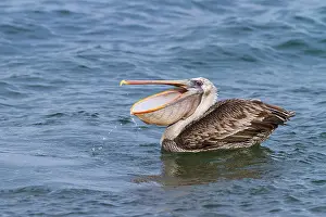 Animal Kingdom Prints: Galapagos brown pelican (Pelecanus occidentalis urinator) feeding in the Galapagos Island Archipelago