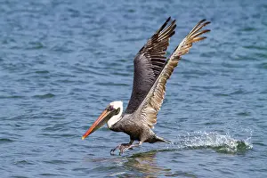 Natural History Prints: Galapagos brown pelican (Pelecanus occidentalis urinator) feeding in the Galapagos Island Archipelago