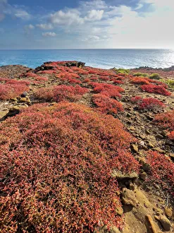 Punta Pitt Prints: Galapagos carpet (Sesuvium edmonstonei)