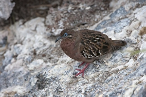 Genovesa Island Prints: Galapagos dove (Zenaida galapagoensis)